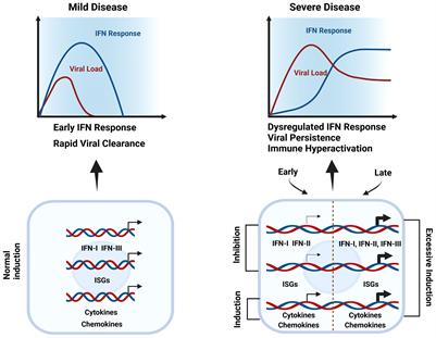 Dysregulated Interferon Response and Immune Hyperactivation in Severe COVID-19: Targeting STATs as a Novel Therapeutic Strategy